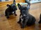 Click to view classifieds PWCDNVVJ