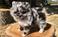 Click to view classifieds UTLYMXHO