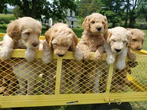 Puppy Taxey