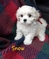 Click to view classifieds CVDJOVRA