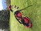Click to view classifieds WCPATTQM