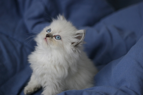 Blue lynx point longhair exotic male kitten