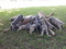 Click to view classifieds XWDDESMP