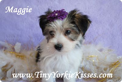 yorkie breeders in northern california biewer yorkies in northern california breeds picture yorkie breeders in northern california biewer yorkies in northern california breeds picture