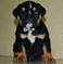 Click to view classifieds UMEPARRU
