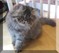 Click to view classifieds WEPSHGOT
