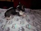 Click to view classifieds OHDCCSYP