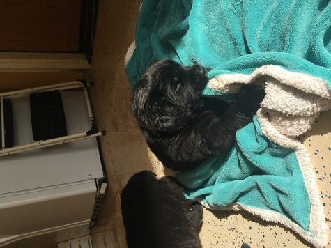Little female