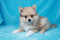 Click to view classifieds PAJDHACM