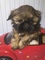 Click to view classifieds VNGZOULR
