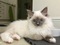 Click to view classifieds AEALWBNR