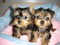 Click to view classifieds ESCZJSGD