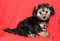 Click to view classifieds PXFAMTOZ