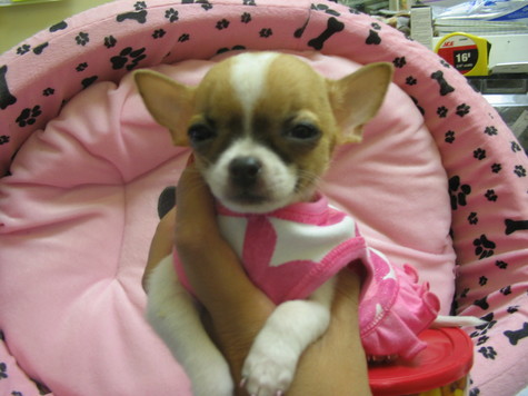 We have quite a few gorgeous teacup sized Chihuahua puppies 