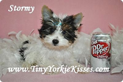 Parti Yorkie California Tiny Yorkie Kisses