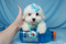 Click to view classifieds CFVDPLMV