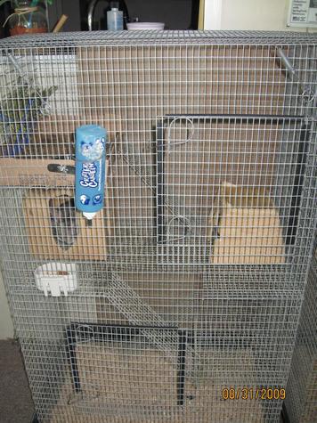 Male Chin & Cage