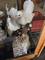 Click to view classifieds EVCPUGDK