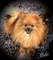 Click to view classifieds APBPRUSN