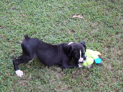 Black male