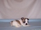 Click to view classifieds NHMPDTAM