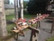 Click to view classifieds TASZWFTZ