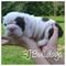 Click to view classifieds NFMODSQG