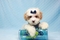 Click to view classifieds YQENAKJF