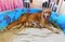 Click to view classifieds JQNBOBPN