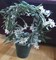 Click to view classifieds HSAURPHR