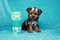 Click to view classifieds FXSQOPNF