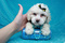 Click to view classifieds DWGODMPD