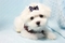 Click to view classifieds UQFVFXKM
