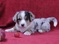 Click to view classifieds SDNVRPQB