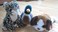 Click to view classifieds EVXSMRRH