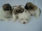 Click to view classifieds VCZCHTTX