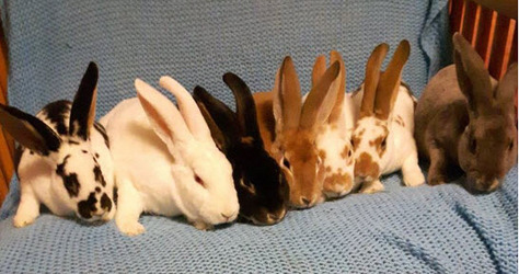 Looking for good homes