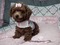 Click to view classifieds GSJHCOBB