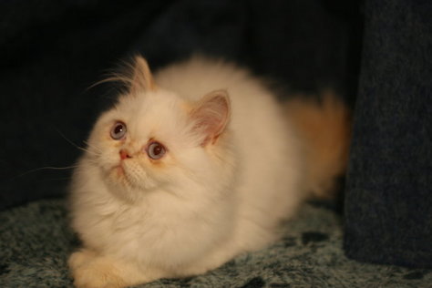 Flame point female dollface persian; bn 4-02-08