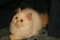 Click to view classifieds FWTXLEQN