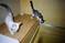 Click to view classifieds GQGTNOBC