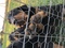 Click to view classifieds VNQSFFCM