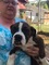 Click to view classifieds ESXFDMDO