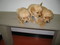 Click to view classifieds JRTHEJDA