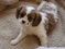 Click to view classifieds SQSSQQXO