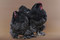 Click to view classifieds FHPNLJRH