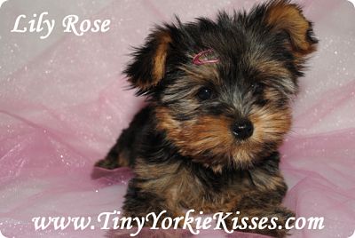 grown teacup yorkie