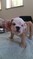 Click to view classifieds JLRDXAMZ