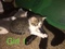Click to view classifieds QGRBGSBG