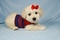 Click to view classifieds FQQUGMRD